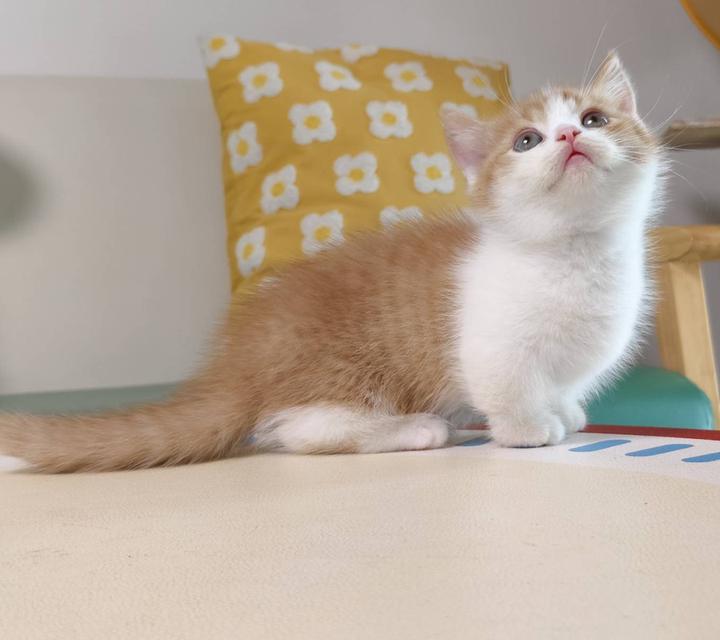 แมวมันช์กิ้น Munchkin short leg Oscat cattery chiangmai รูปที่ 10