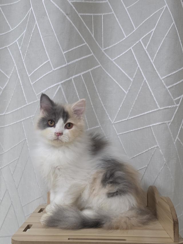 ลูกแมว เพศเมีย อายุ 4เดือน รูปที่ 2