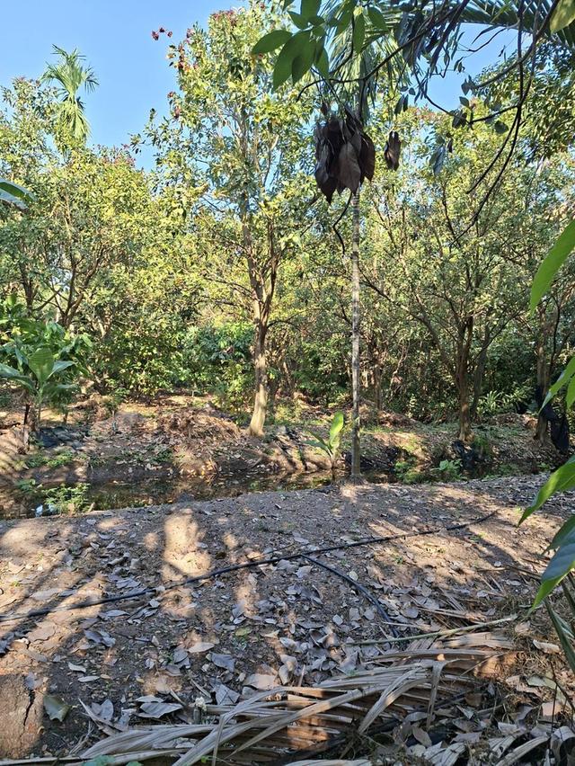 ขายที่ดินบางกะเจ้า 300 ตร.ว. ใกล้สวนศรีนครเขื่อนขันธ์ หน้าติดถนน หลังติดคลอง 4