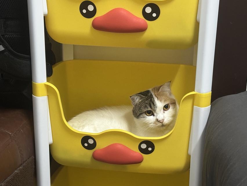 น้องเดซี่ 4