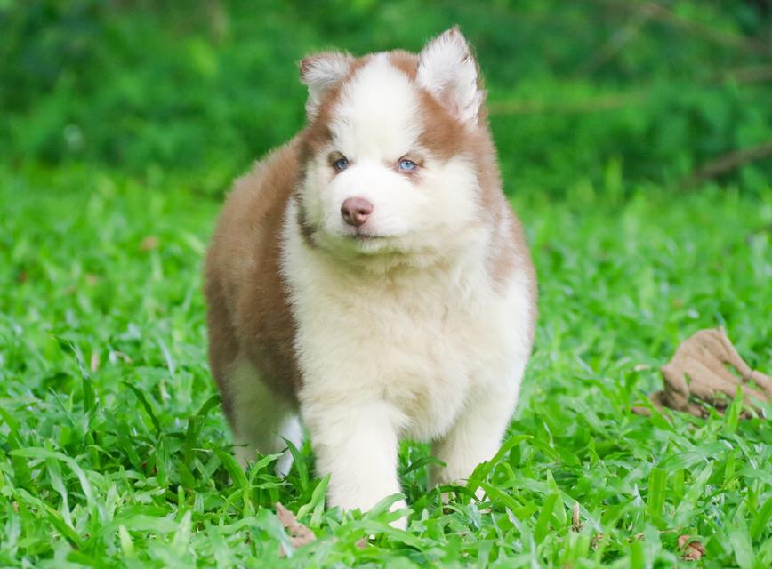 ไซบีเรียนฮัสกี้วูลลี่ ตาฟ้าคู่ เพศเมียราคาถูก เชียงใหม่