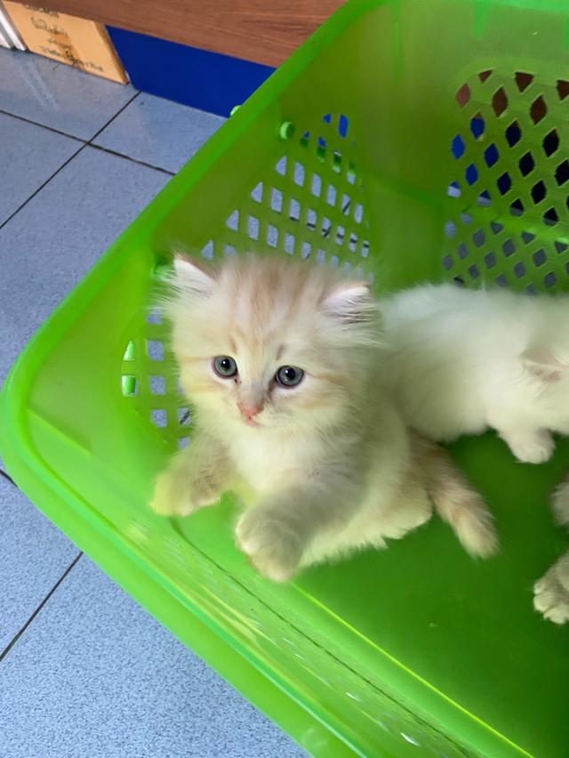 ลูกแมวเปอร์เซียแท้ อายุ 2 เดือน หน้าบี้ ตาสีเทา ฉีดวัคซีนแล้ว สุขภาพดี ขี้อ้อนมาก