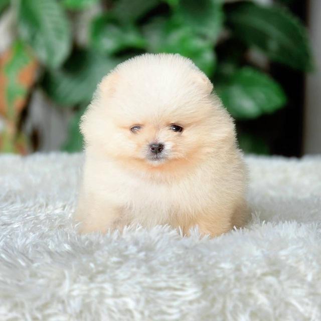 ปอมเมอเรเนียนแท้ เพศเมีย พร้อมย้ายบ้าน รูปที่ 6