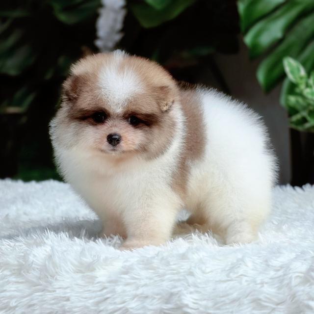 น้องหนมชั้นปอมสีปาร์ตี้หมีๆเพศเมียพร้อมซนมีส่งเก็บปลายทาง