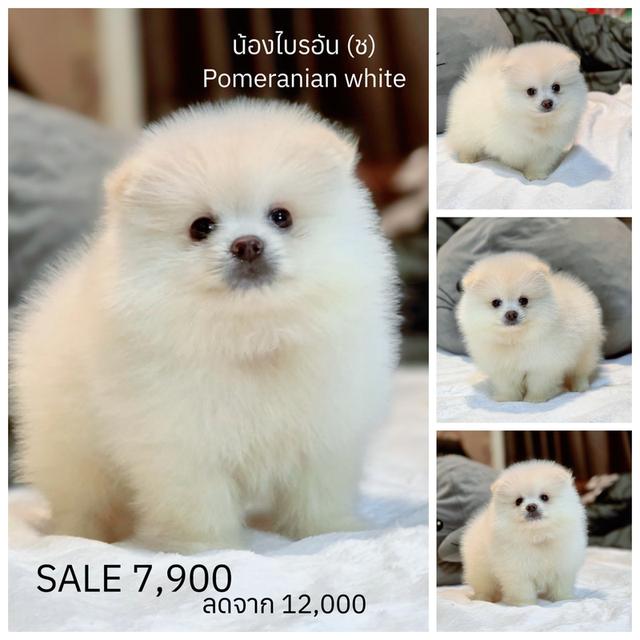 ไบรอัน ปอมขาวพันธุ์แท้หนุ่มหล่อพร้อมย้ายบ้านมีบริการส่งเก็บปลายทาง