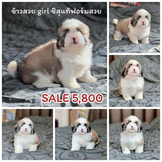 ชิสุแท้ มาร์คสวย หน้าบี้ พิกัดรามอินทรา รูปย่อยที่ 4