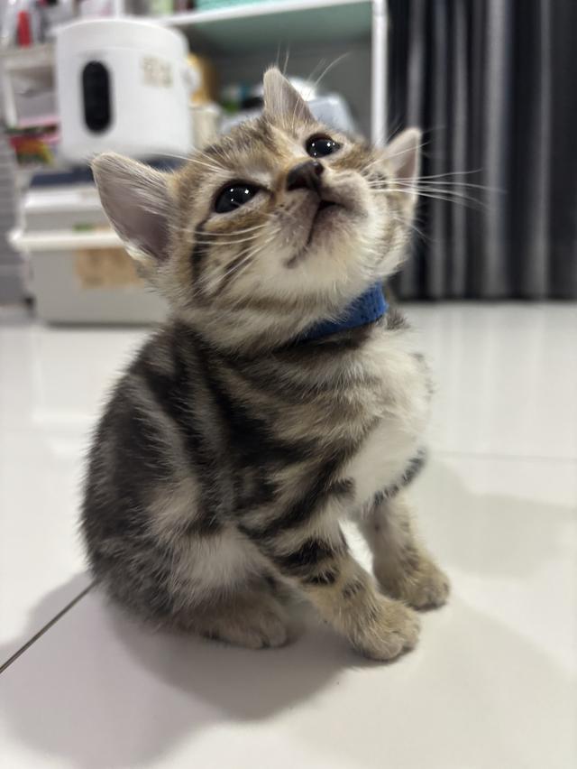 ลูกแมวพันธุ์ American Shorthair