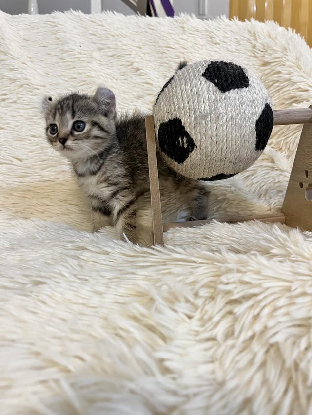 แมวหูบิน อเมริกันเคริล รูปที่ 11