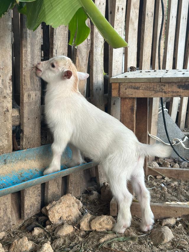 แพะแคระ minipygmy goat