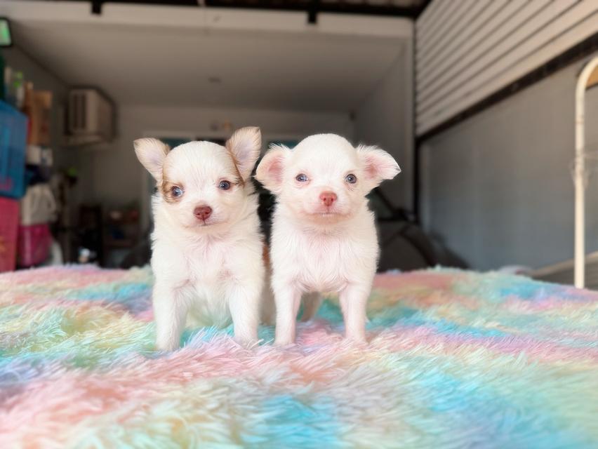 ชิวาวาผสมปอม เพศผู้ พร้อมย้ายบ้าน พิกัดรามอินทรา