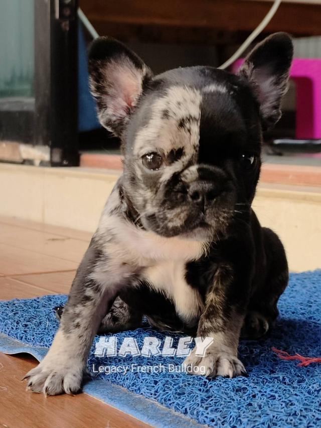 Harley, Exotic French Bulldog, black merle, rare color 11