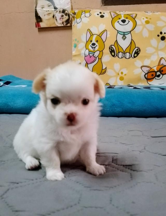 ลูกสุนัขชิวาว่า ขนยาว