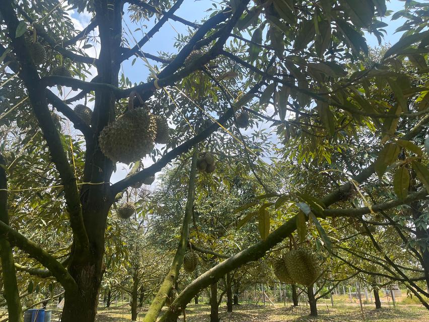 ขายที่ดินสวนทุเรียน อ.แกลง ระยอง ขนาด 1 ไร่ 2 งาน 40 ตร.ว. ต้นทุเรียน 9 ปี ประมาณ  50 ต้น 9