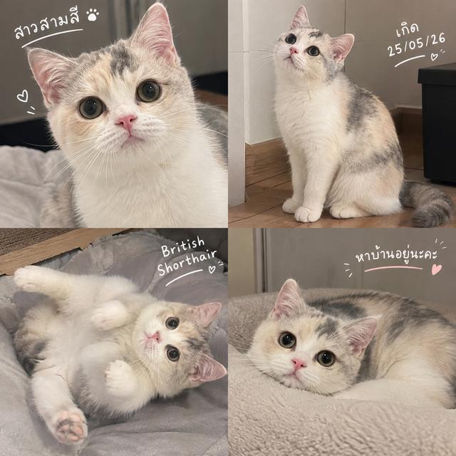 แมวบริติช ตัวเมีย สาวน้อย3สี
