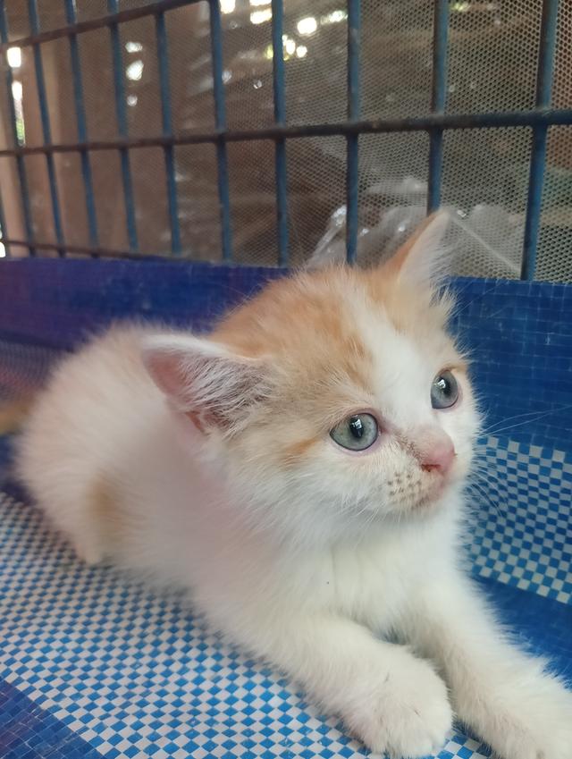 แมวสก็อตติช เพศเมีย น่ารัก รูปที่ 12