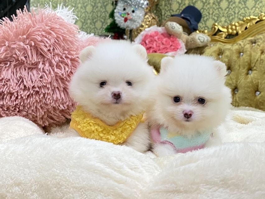 ลูกปอมเมอเรเนียนแท้ น้องน่ารักมากๆ อ้วนกลมฟูหมีๆ สีสวย พร้อมย้ายบ้านค่ะ รูปที่ 5