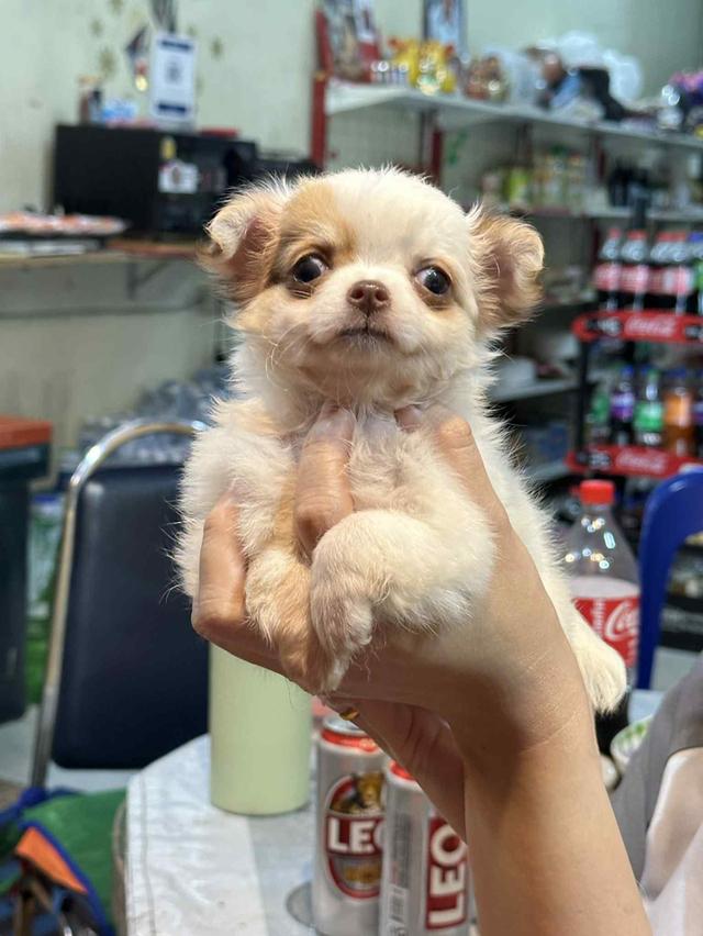 น้อง ง่วง
