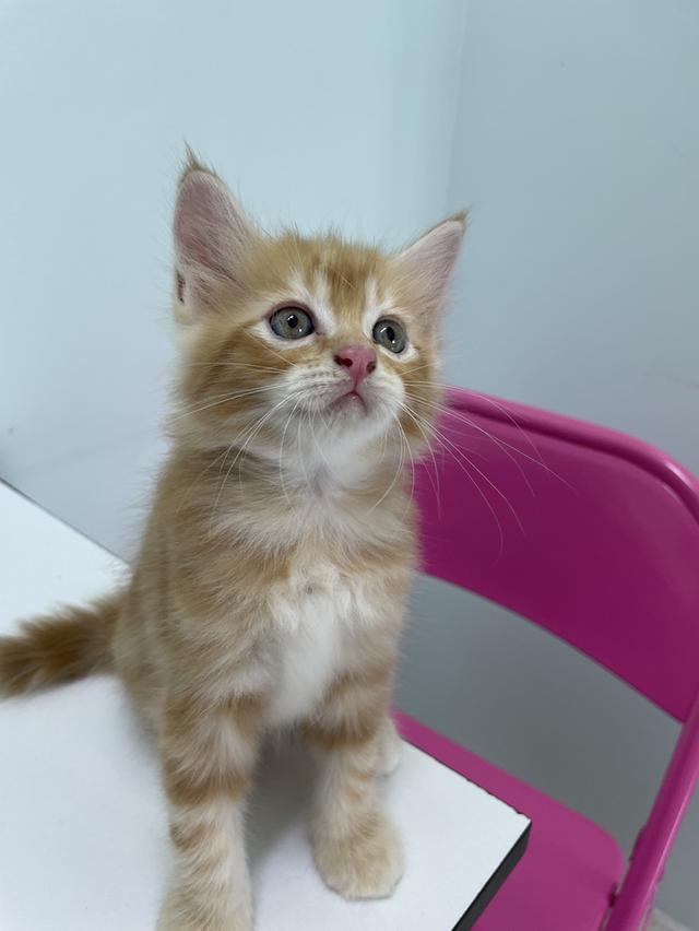 เปอร์เซียผสมสก็อตติช 1,500 น้องน่ารักมาก เข้ากระบะทรายได้แล้ว 1