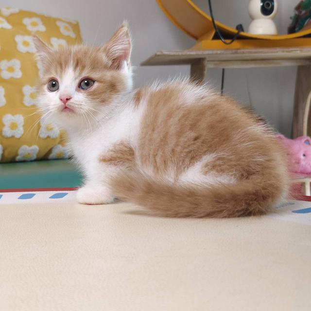 แมวมันช์กิ้น Munchkin short leg Oscat cattery chiangmai รูปที่ 6