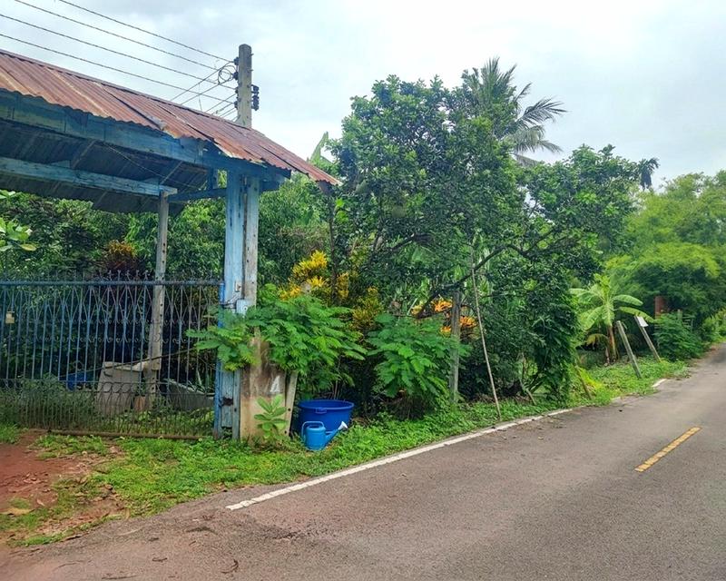 ขายที่ดินสวนส้มโอ 3ไร่ 1งาน อำเภอบางคนที จังหวัดสมุทรสงคราม ที่สวย หน้ากว้างติดถนน 7