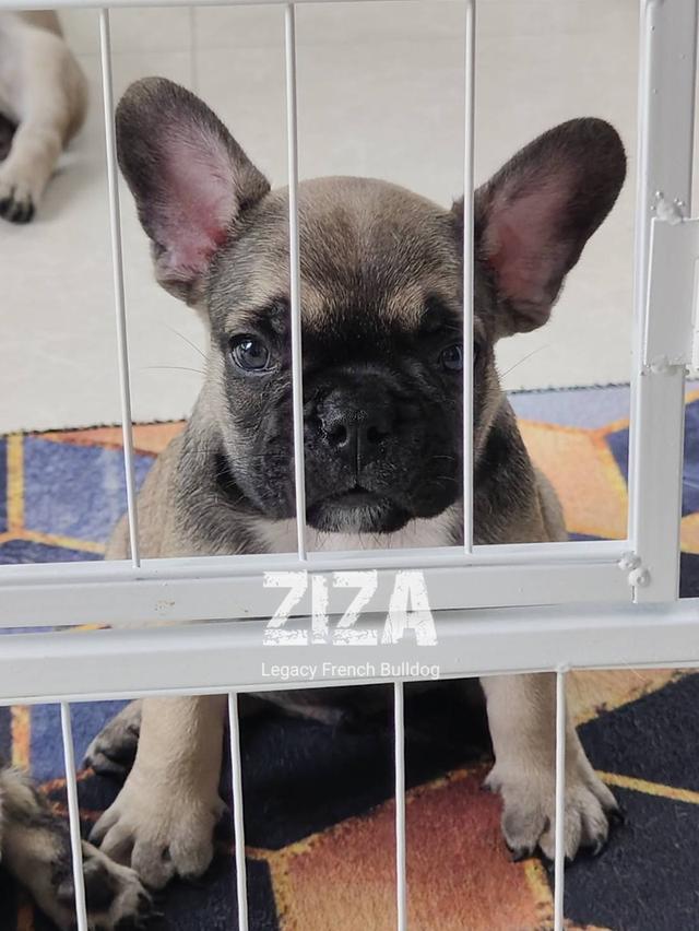 ZIZA สุนัขเฟรนช์บูลด็อก เพศผู้ สีเซเบิล 8