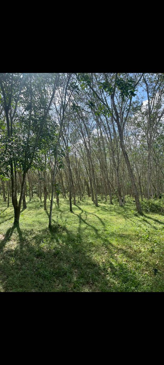 ที่ดินสวนยางพารา หมู่บ้านป่าบอนต่ำ อ.ป่าบอน จ..พัทลุง
