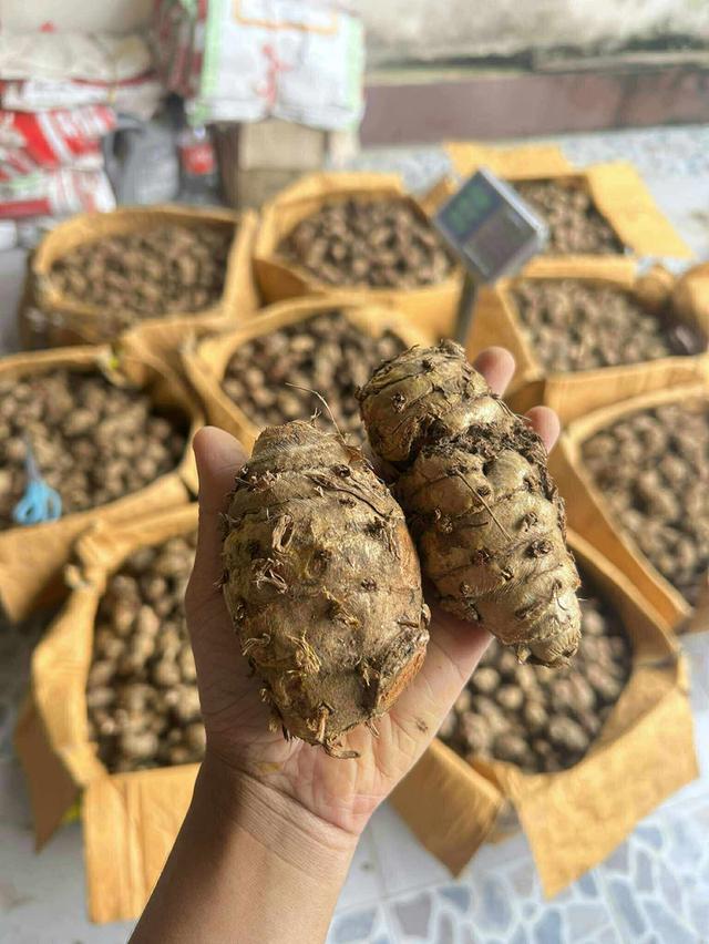 แม่ขมิ้นทาวัวชน,ทาไก่