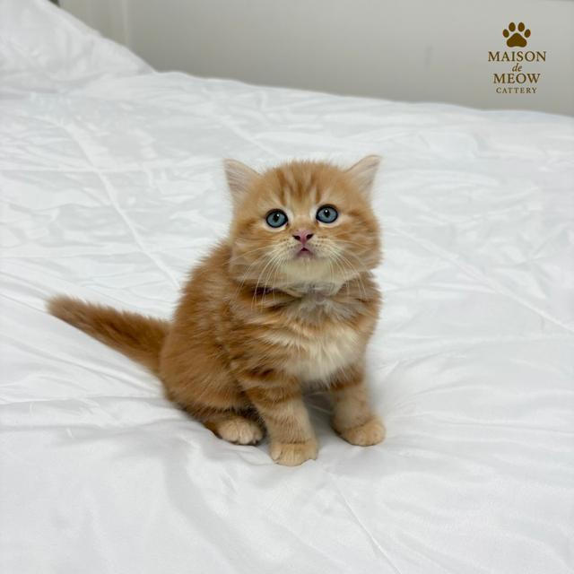 ❌ได้บ้านแล้ว เปอร์เซียแท้ ขาว/ส้ม พร้อมย้าย 11