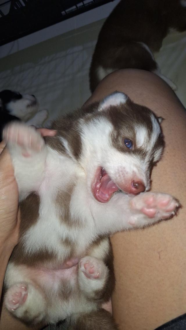 ไซบีเรียน 5