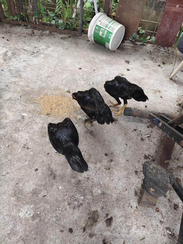 ไก่ชนเลิกเลี้ยง ขายเหมา 9