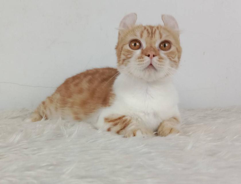 4.แมวมันช์กิ้น/เพศผู้ หาบ้าน Munchkin Cat/Male looking for a new home 2