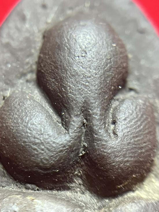 พระปิดตาของว่านดำ เนื้อหาเหนียวหนึบนุ่มไม่รู้ที่