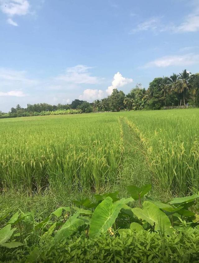 ⛲🏡 ให้เช่าบ้านเดี่ยวชั้นเดียวสไตล์รีสอร์ท บรรยากาศธรรมชาติ ใกล้แหล่งท่องเที่ยวและย่านเศรษฐกิจเชียงใหม่ 8