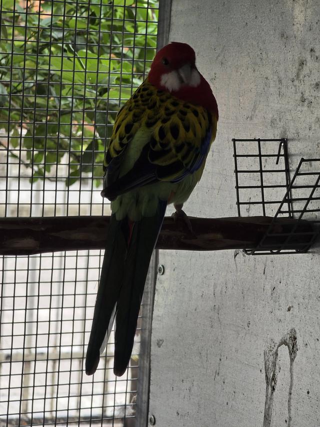 นกแก้วโรเซลล่า Rosella Parakeets รูปย่อยที่ 3