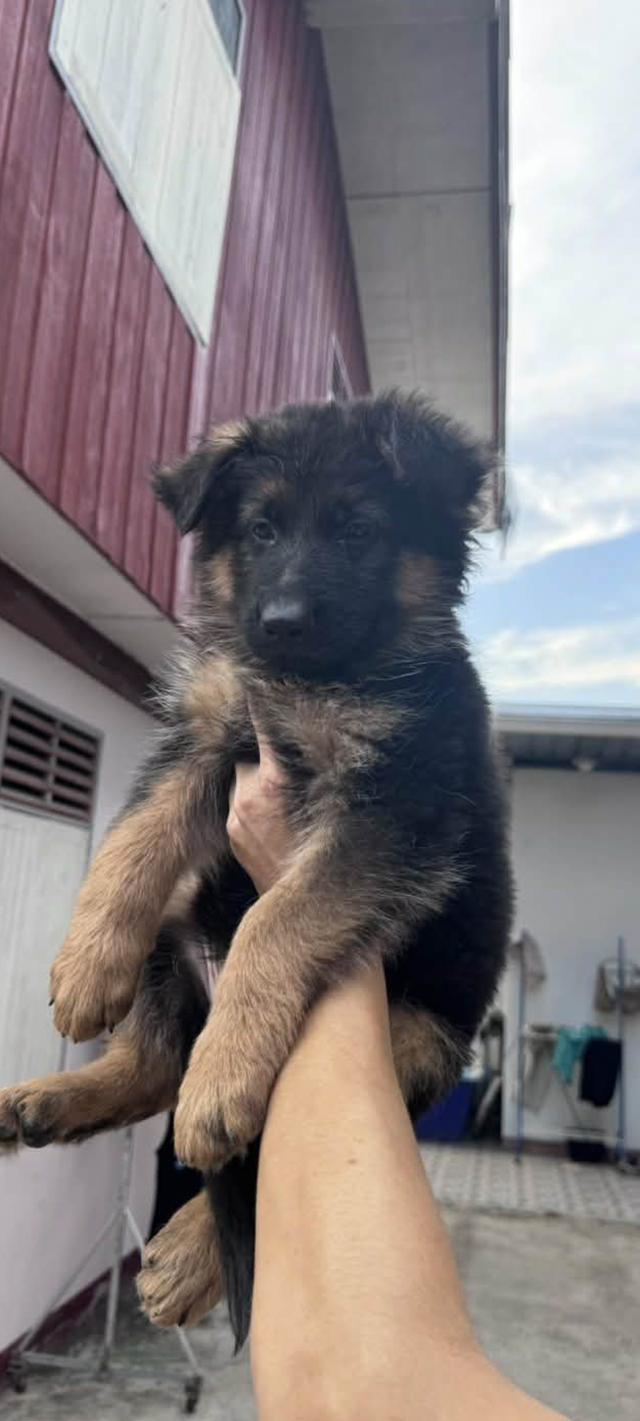 ลูกสุนัขเยอรมันเชพเพิร์ด