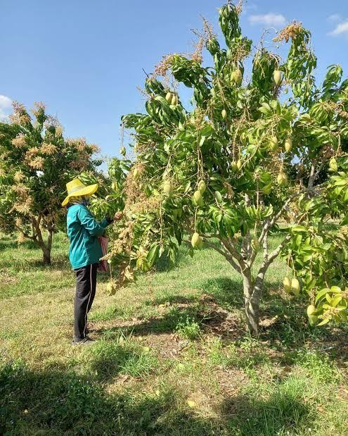 ที่ดินพร้อมสวนมะม่วงเชียงคานบ้านบุฮม 5