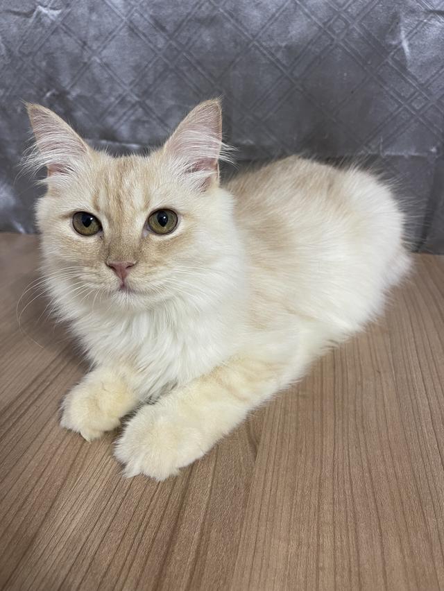 น้องแมวพันธุ์ หิมาลายันผสมชินชิล่า เพศผู้ พร้อมฉีดยาครับ 3