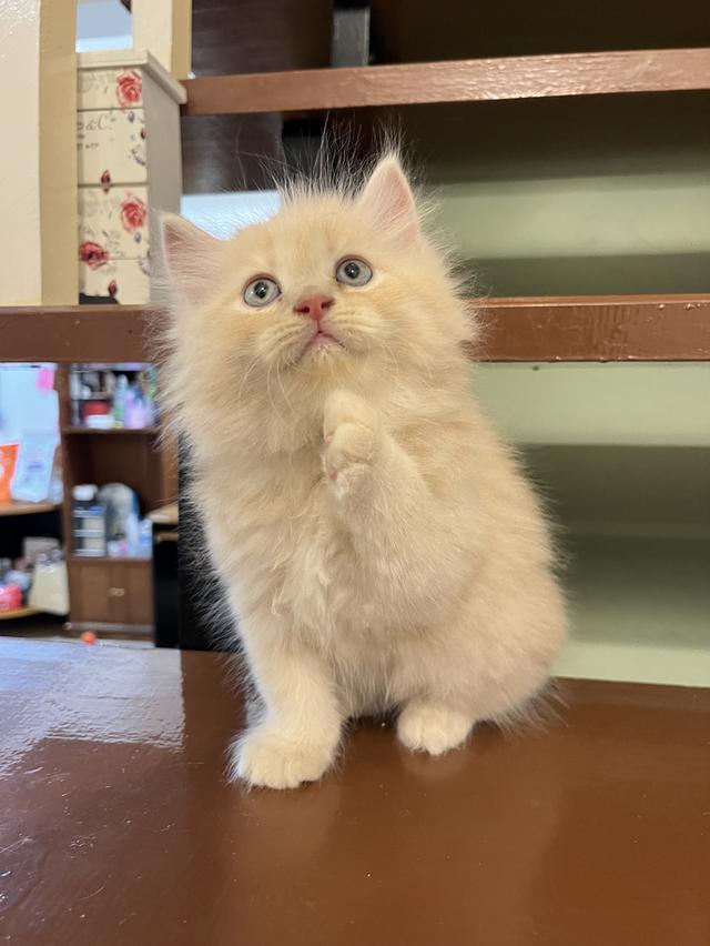 น้องแมวเปอเซีย สีส้มสีครีม 🔥🔥🙏