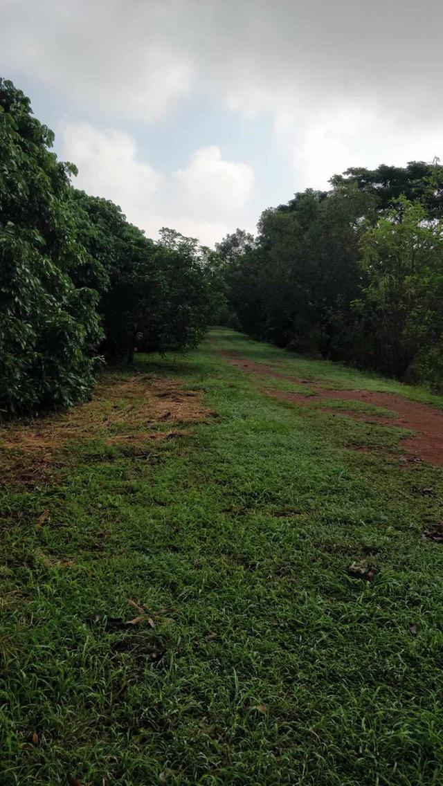 ที่ดินลำพูน ถ่มล้อมรั้ว น้ำ ไฟฟ้า มีครบทุกอย่าง 8