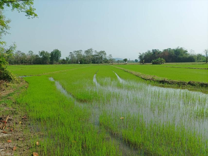 ขายที่ดิน 16ไร่1งาน ต.สง่าบ้าน อ.ดอยสะเก็ด จ.เชียงใหม่ 12