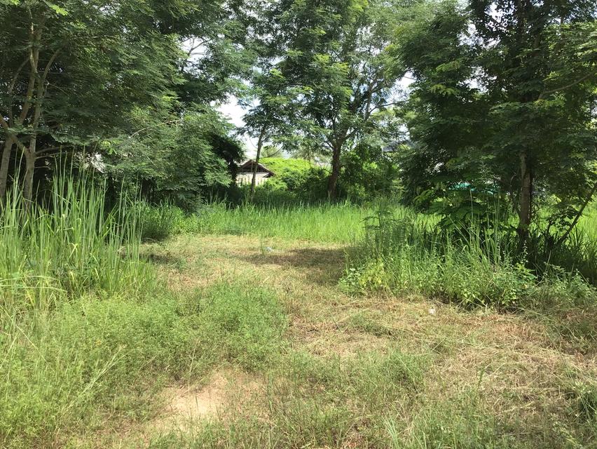 ที่ดินติดถนนเลี่ยงเมืองนครราชสีมา(204)เนื้อที่ 3.5ไร่หน้ากว้าง95เมตร (แบ่งได้) ที่ดินถมแล้วติดโครงการหมู่บ้านมัณฑนา 6