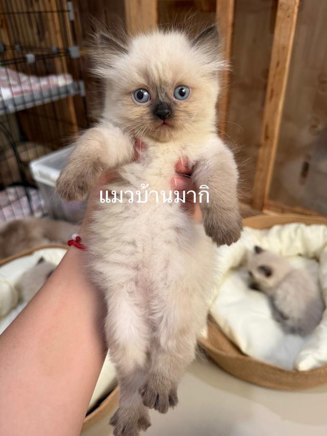 เปอร์เซียหิมาลายัน  3
