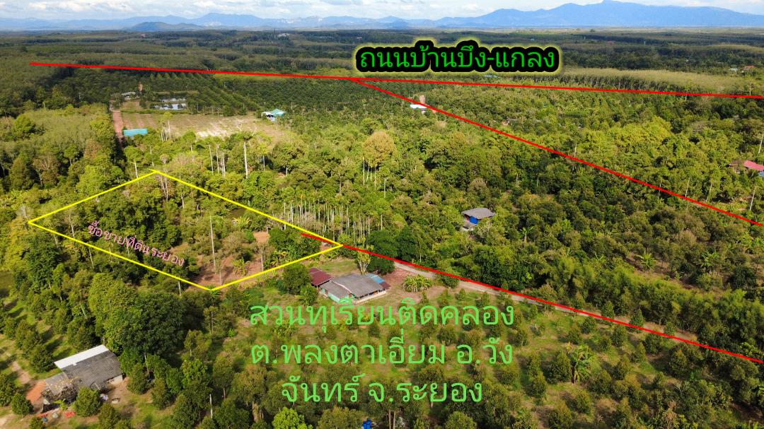 สวนทุเรียนแปลงเล็กระยอง 1