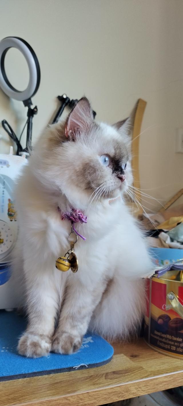 แมวหิมาลายันบริติชแท้ 9