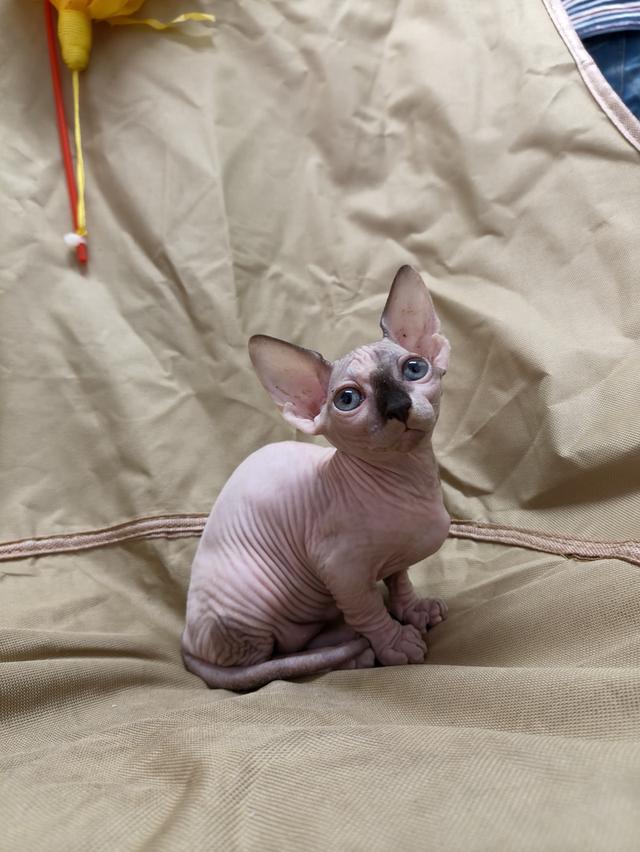 ดญ.สฟิงซ์ขาสั้นsphynx รูปที่ 4