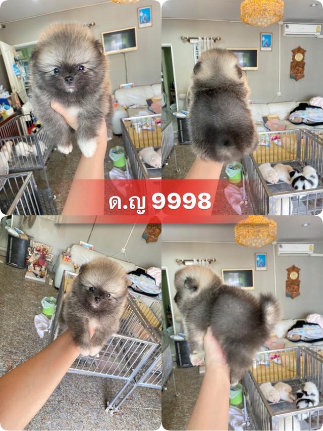 ลูกปอมปอมแท้ มีบริการจัดส่ง แถมอาหารพร้อมเลี้ยง