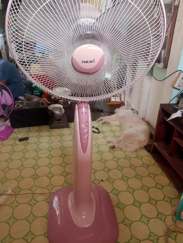 พัดลมตั้งพื้นยี่ห้อHatari18นิ้วมีรีโมทคอนโทรล