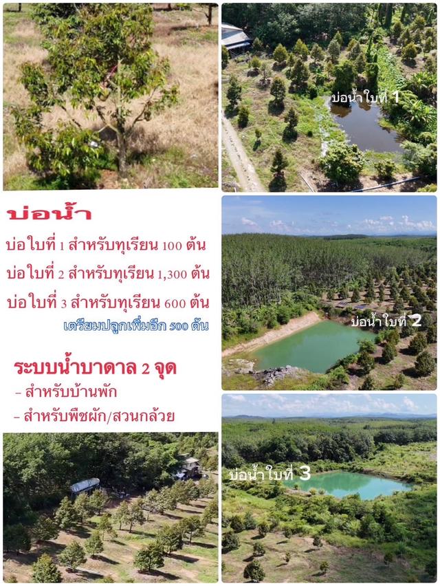 ขายราคาถูก สวนทุเรียนโฉนดรวม 106 ไร่ อ.เมือง จ.ตราด 4