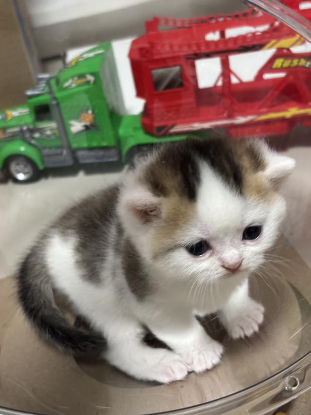 แมวบริติช British shorthair 12