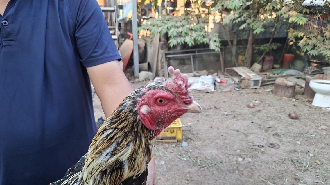 ซุ้มไก่ชน ป่าก๋อย คชินทร์ฟาร์ม รูปที่ 7